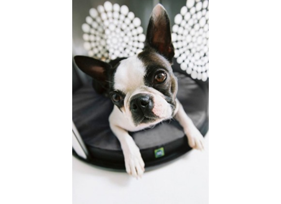 Denhaus townhaus dog outlet crate