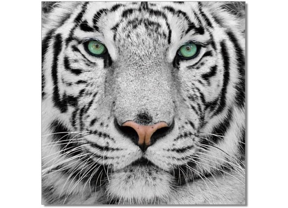 J&M Furniture Acrylic Wall Art Black & White Tiger 