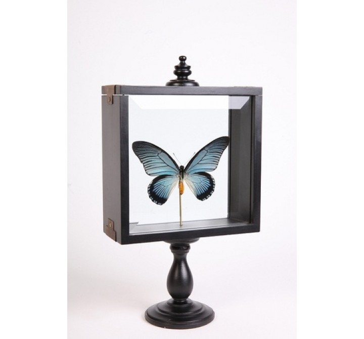 Stilnovo Lille Butterfly Specimen on Museum Stand