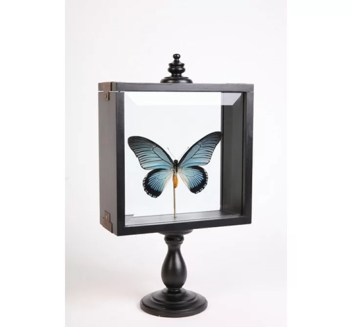 Stilnovo Lille Butterfly Specimen on Museum Stand