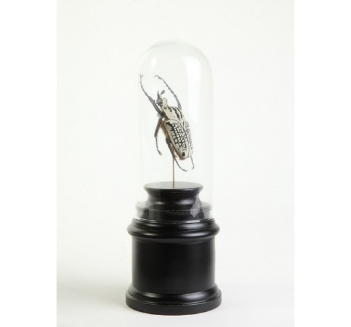 Stilnovo Lorient Beetle Specimen in Bell Jar