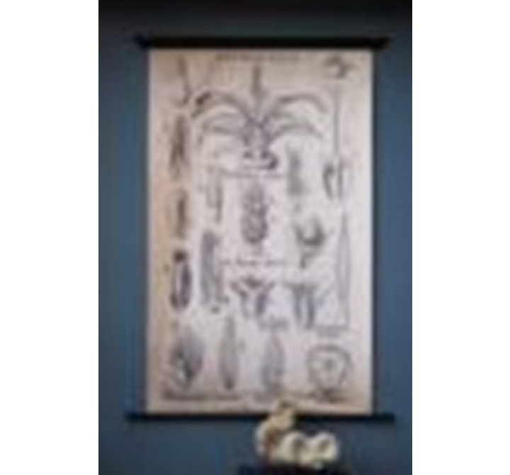Stilnovo Metz Botanical Drawing