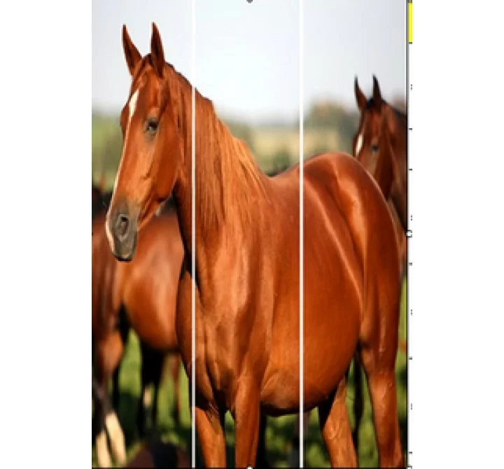 Screen Gems Horse Screen
