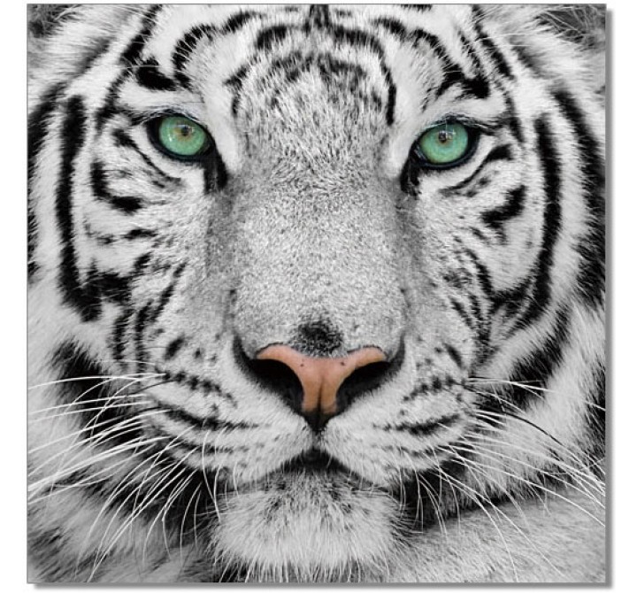 J&M Furniture Acrylic Wall Art Black & White Tiger 