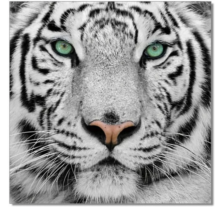J&M Furniture Acrylic Wall Art Black & White Tiger 