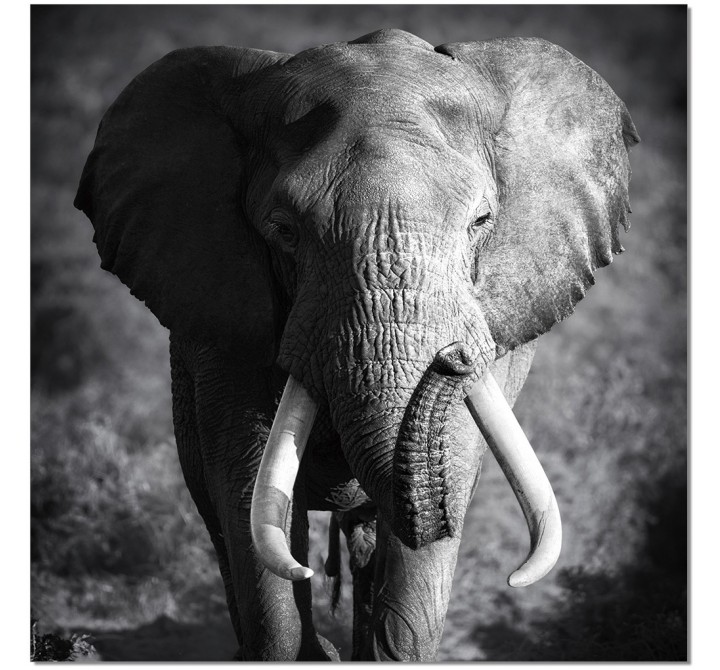 J&M Furniture Acrylic Wall Art Elephant Power | SB-61167