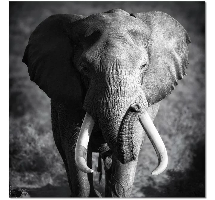 J&M Furniture Acrylic Wall Art Elephant Power | SB-61167
