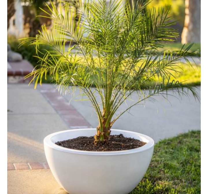 The Outdoor Plus Luna GFRC Planter Bowl