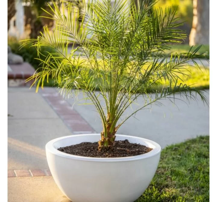 The Outdoor Plus Luna GFRC Planter Bowl