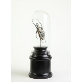Stilnovo Lorient Beetle Specimen in Bell Jar