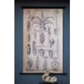 Stilnovo Metz Botanical Drawing