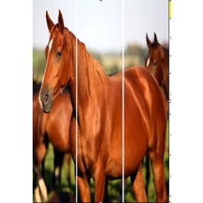 Screen Gems Horse Screen