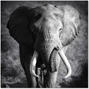 J&M Furniture Acrylic Wall Art Elephant Power | SB-61167