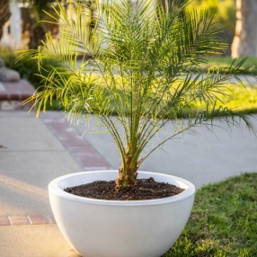 The Outdoor Plus Luna GFRC Planter Bowl