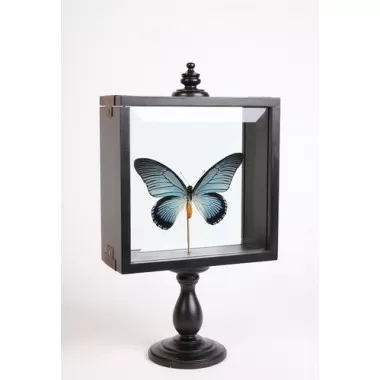 Stilnovo Lille Butterfly Specimen on Museum Stand
