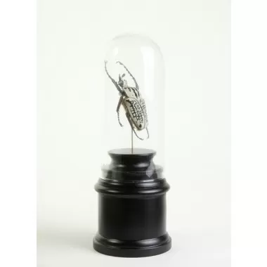 Stilnovo Lorient Beetle Specimen in Bell Jar