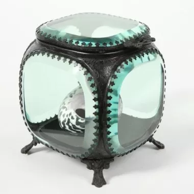 Stilnovo Cytarium Specimens in Specimen Jar