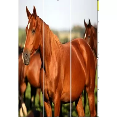 Screen Gems Horse Screen