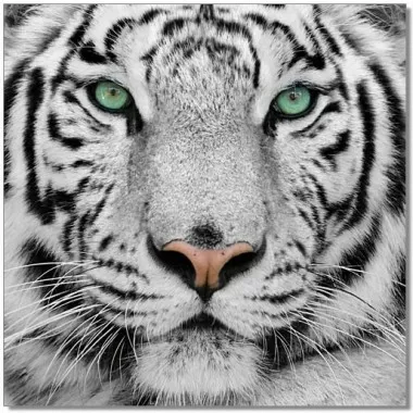 J&M Furniture Acrylic Wall Art Black & White Tiger 