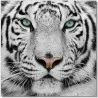 J&M Furniture Acrylic Wall Art Black & White Tiger  - J&M Furniture Acrylic Wall Art Black & White Tiger 