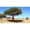 Single Cacoon - Chili Red - Hanging Outdoors - Single Cacoon - Chili Red - Hanging Outdoors