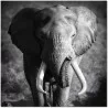J&M Furniture Acrylic Wall Art Elephant Power | SB-61167 - J&M Furniture Acrylic Wall Art Elephant Power | SB-61167