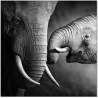J&M Furniture Acrylic Wall Art Mama Elephant | SB-61166 001 - J&M Furniture Acrylic Wall Art Mama Elephant | SB-61166 001